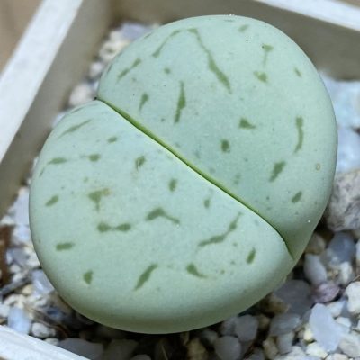SH37549 Dinteranthus vanzylii ‘Emerald’
