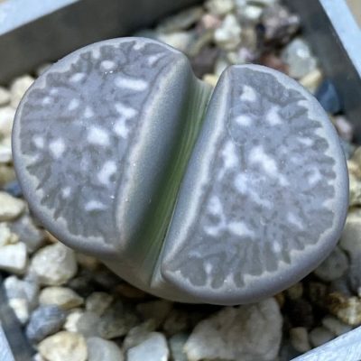 SH37550 Lithops marmorata