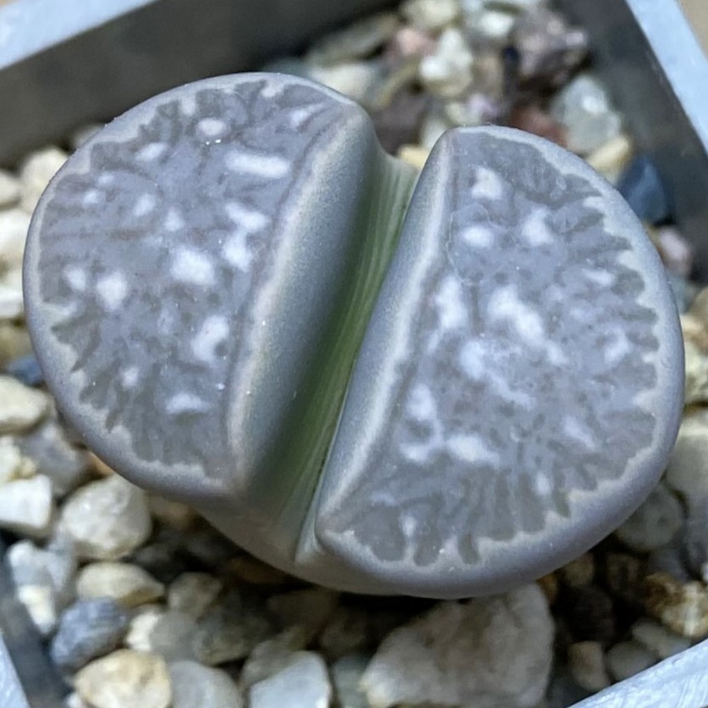 SH37550 Lithops marmorata