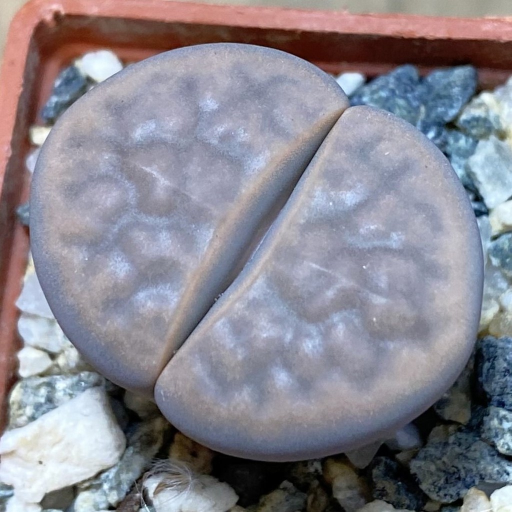 SH37551 Lithops karasmontana v. opalina
