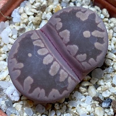 SH37552 Lithops otzeniana 'Cesky Granat'