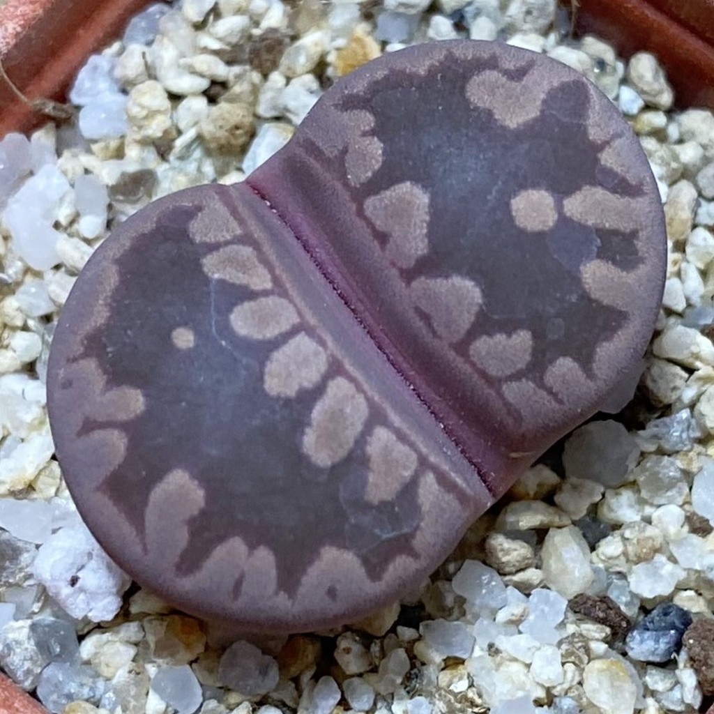 SH37552 Lithops otzeniana 'Cesky Granat'