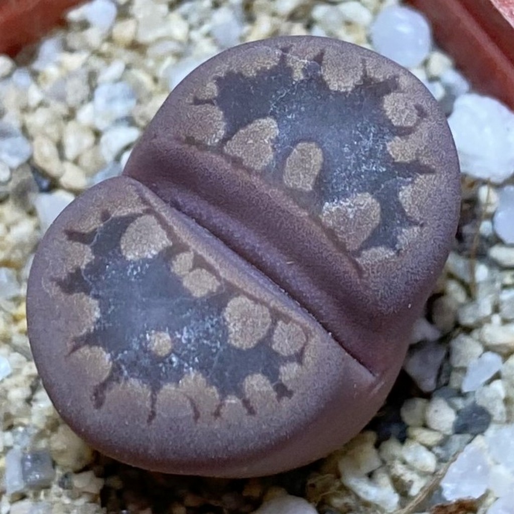 SH37553 Lithops otzeniana 'Cesky Granat'