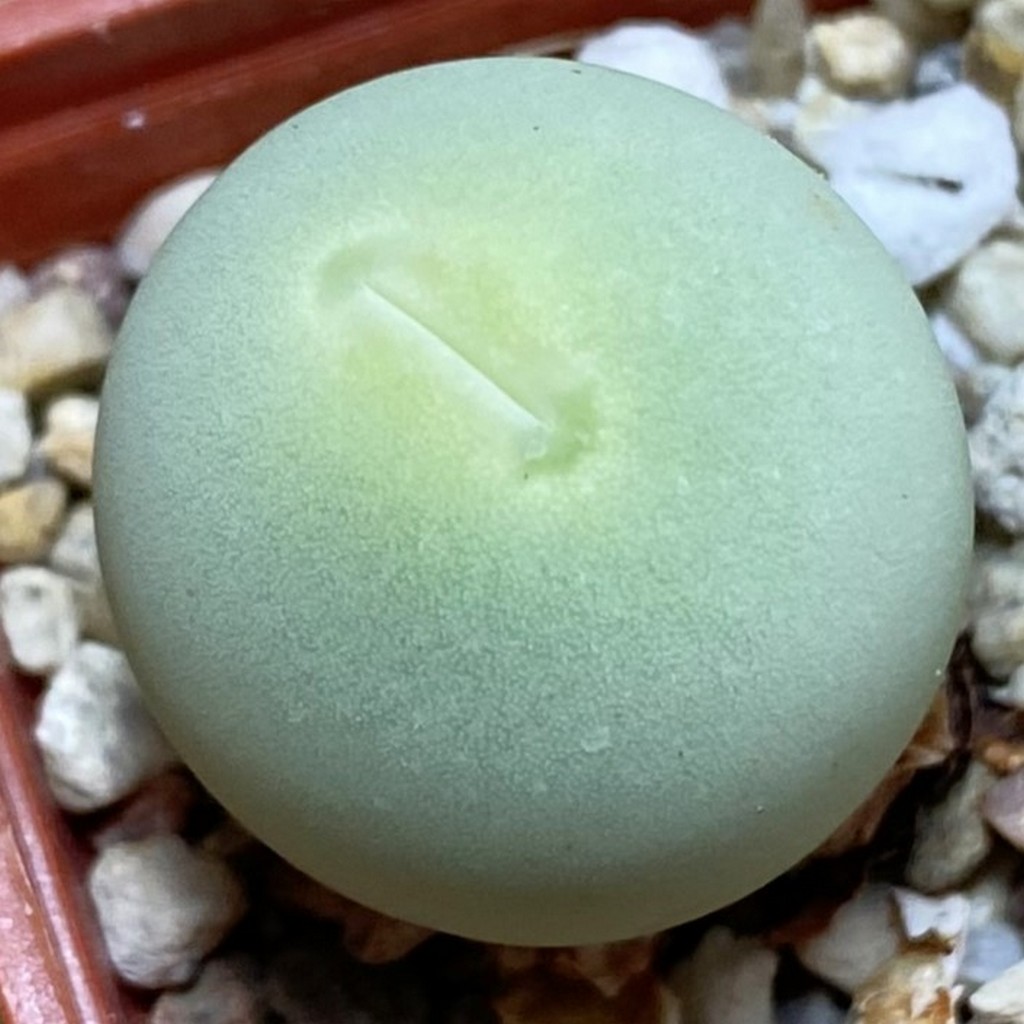 SH37554 Conophytum calculus