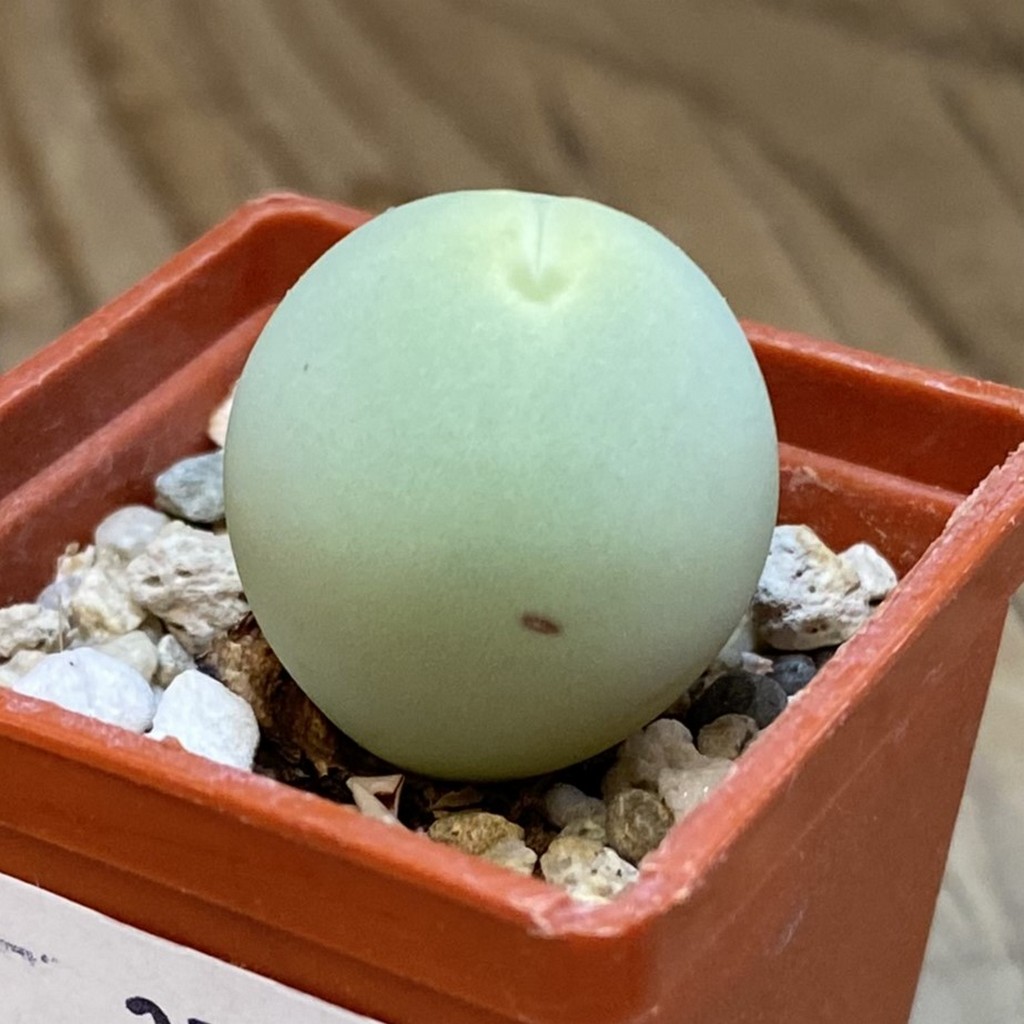 SH37554 Conophytum calculus - Image 2