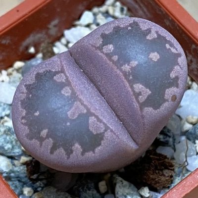 SH37555 Lithops otzeniana 'Cesky Granat'