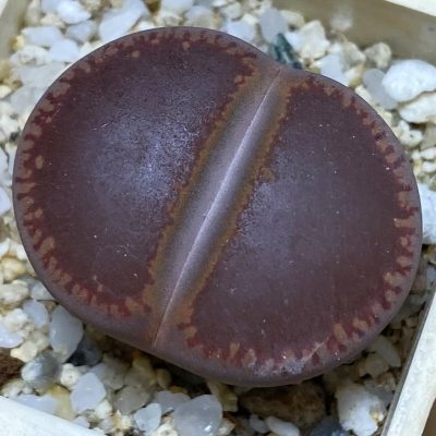 SH37556 Lithops aucampiae ‘Ko’