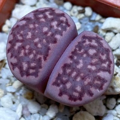 SH37539 Lithops salicola ‘Sato’s Violet’ hybrid