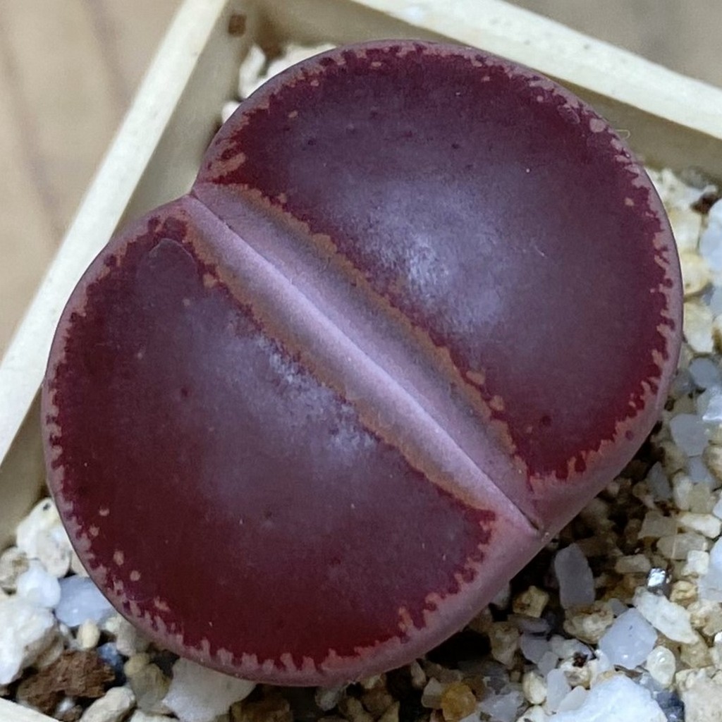 SH37557 Lithops aucampiae ‘Ko’