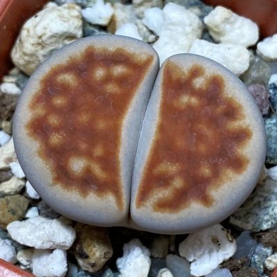 SH37559 Lithops karasmontana v. lateritia