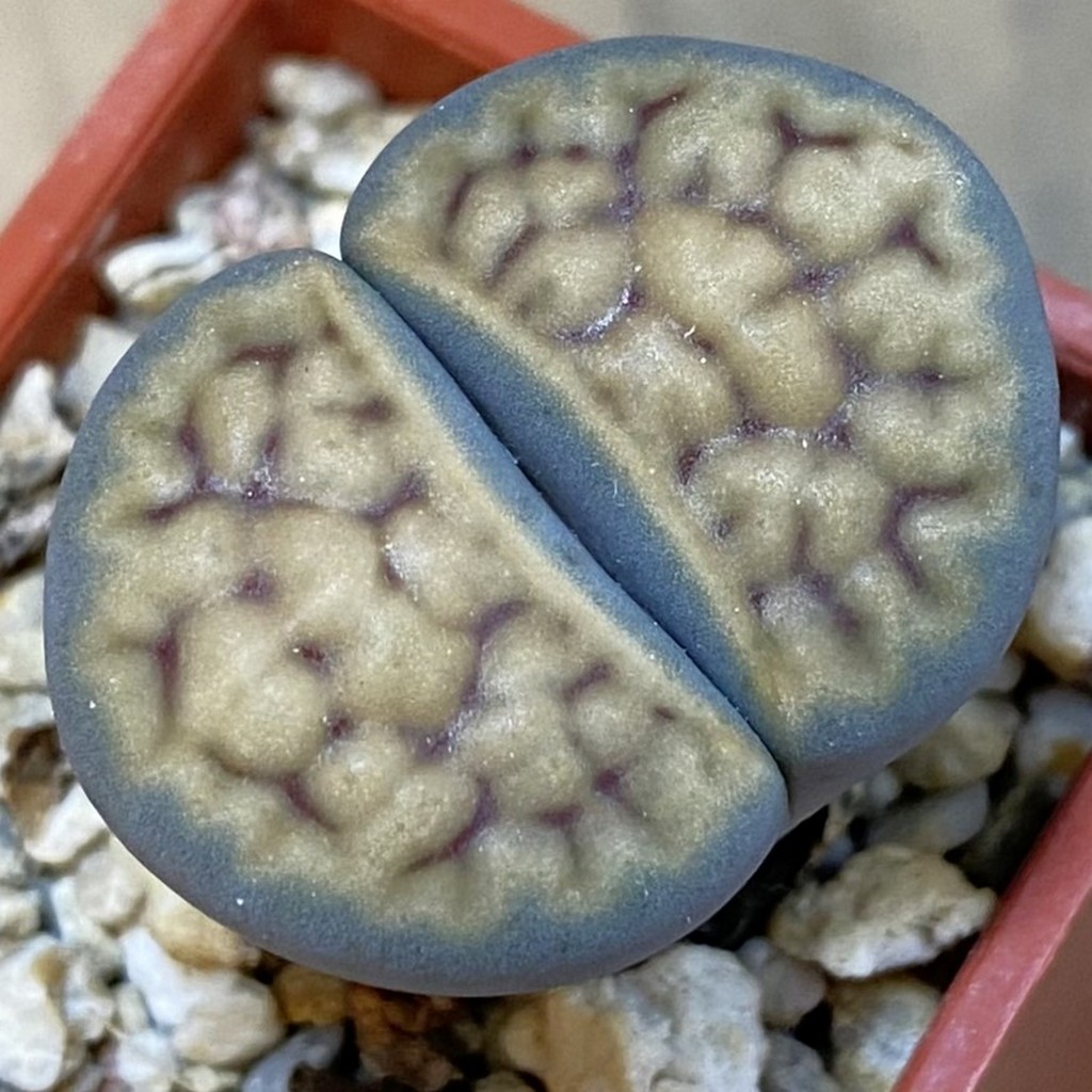 SH37561 Lithops karasmontana ‘Smokey Peach’