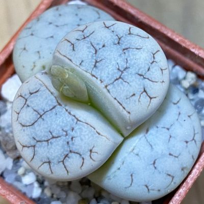 SH37562 Lithops gracilidelineata C 367