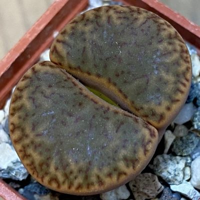 SH37563 Lithops bromfieldii