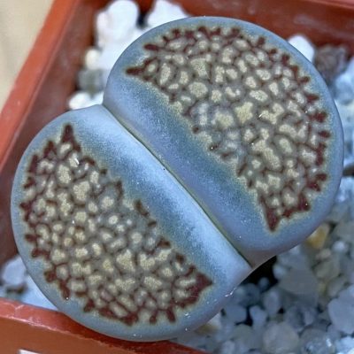 SH37564 Lithops hallii