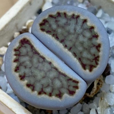 SH37565 Lithops hallii