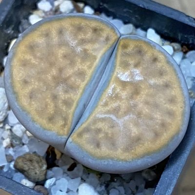 SH37566 Lithops karasmontana v. lericheana