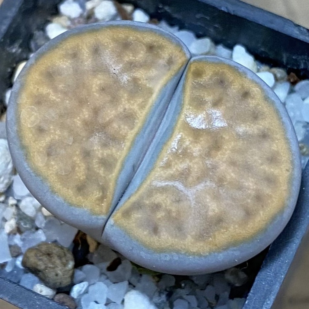 SH37566 Lithops karasmontana v. lericheana