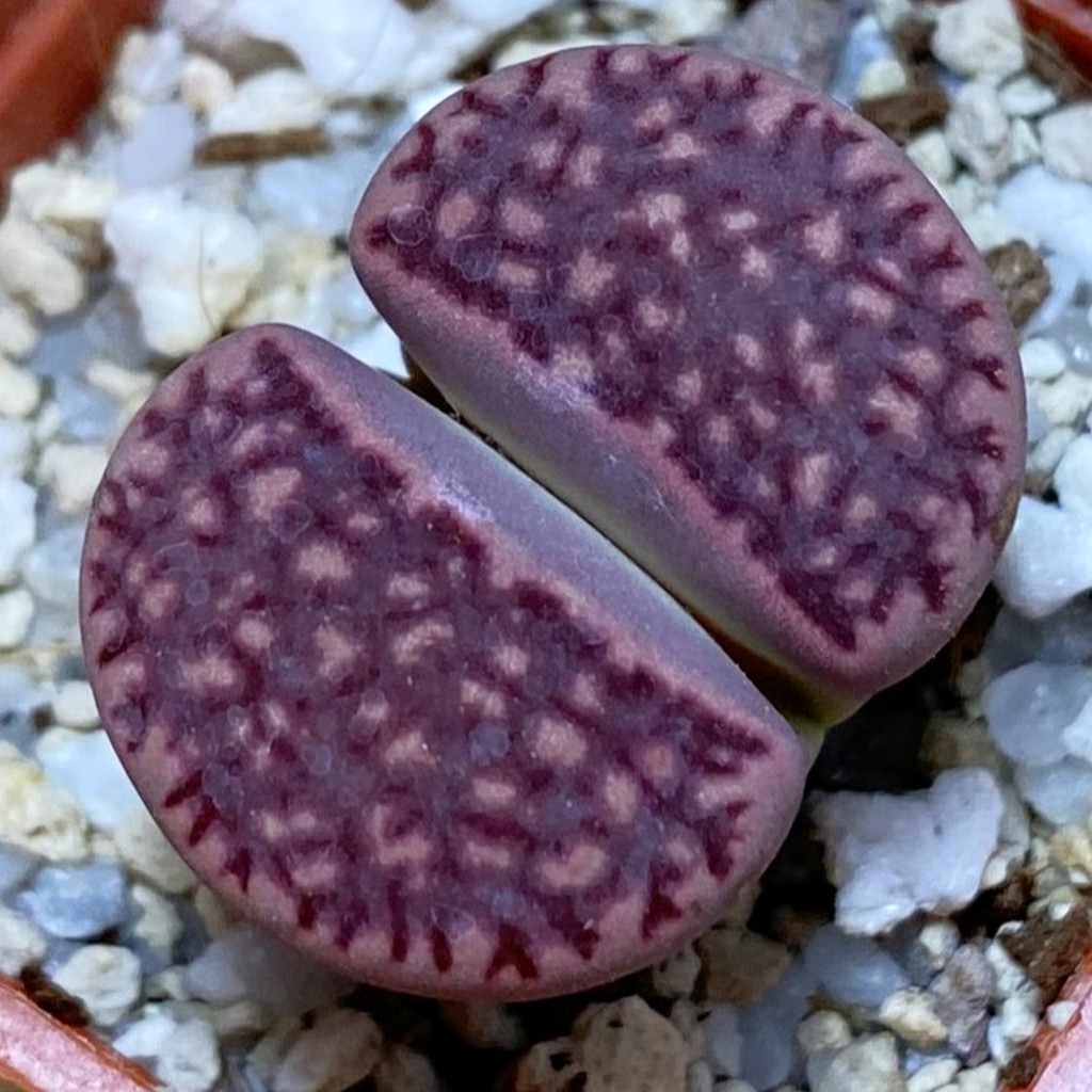 SH37540 Lithops salicola ‘Sato’s Violet’ hybrid