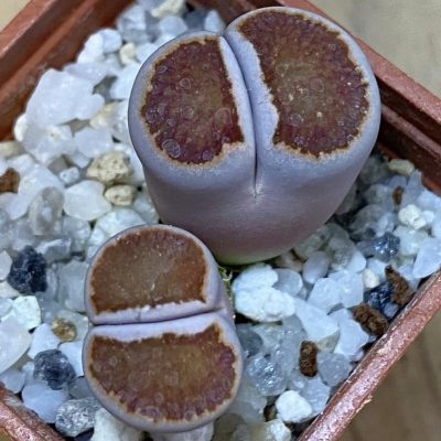 SH37567 Lithops julii 'Kikushogiyoku' hybrid