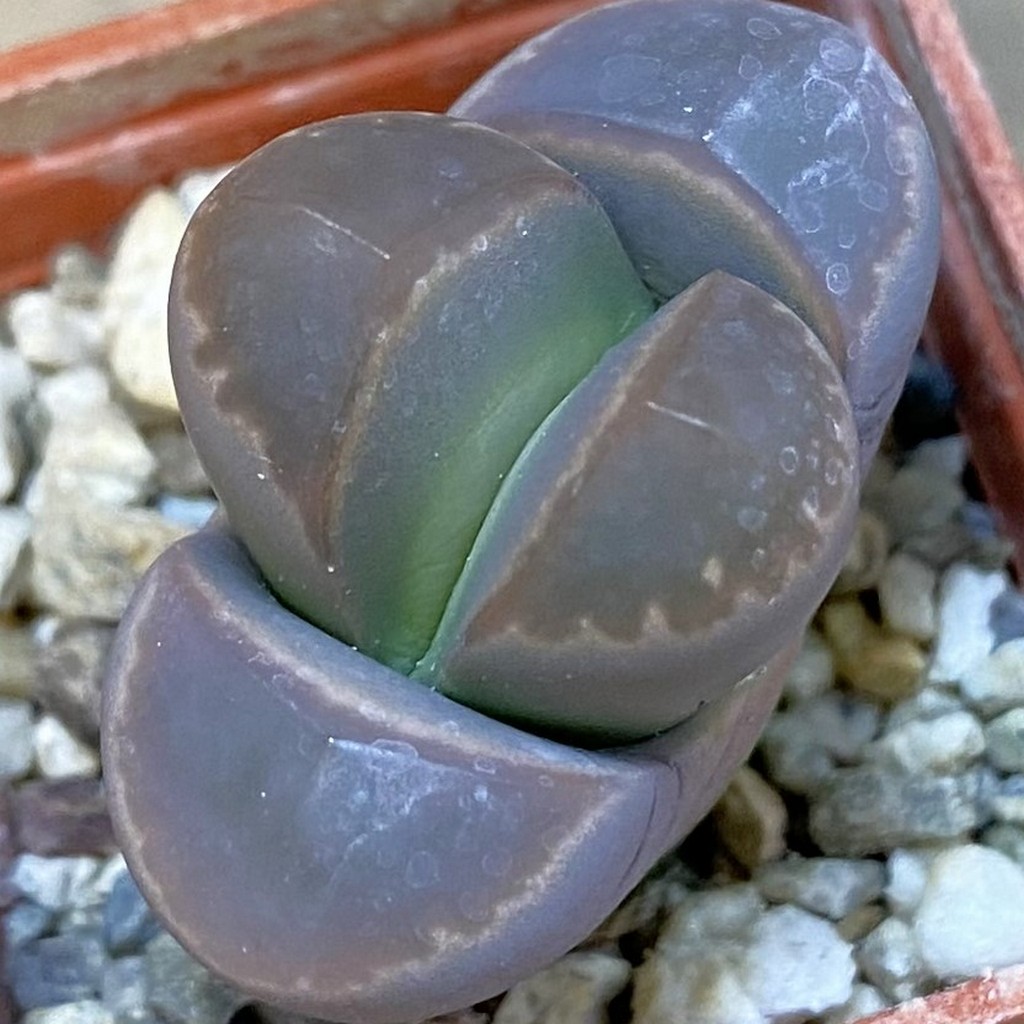 SH37568 Lithops olivacea v. nebrownii