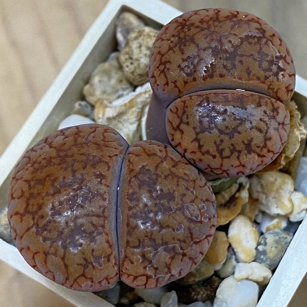 SH37569 Lithops aucampiae v. koelemanii SH 1648