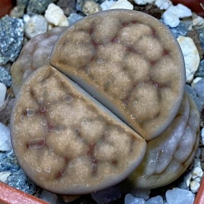 SH37570 Lithops karasmontana