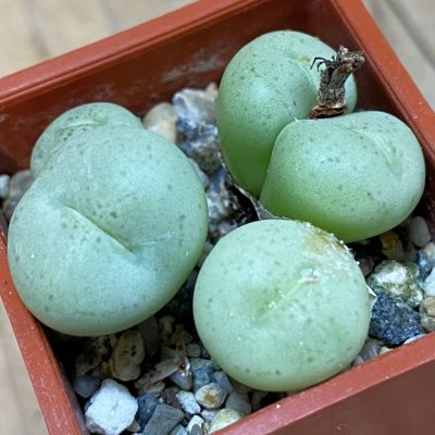 SH37571 Conophytum truncatum