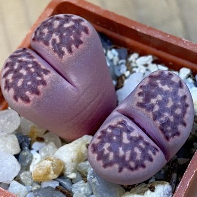 SH37574 Lithops salicola ‘Sato’s Violet’ hybrid
