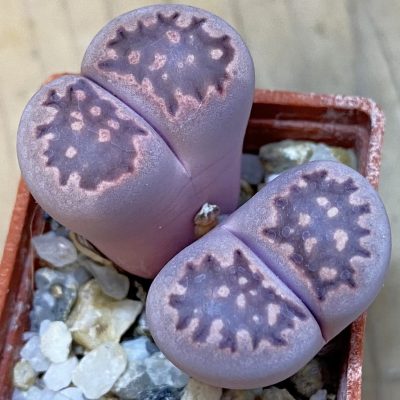 SH37575 Lithops salicola ‘Sato’s Violet’ hybrid
