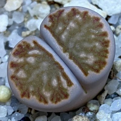 SH37576 Lithops julii 'Kikushogiyoku' hybrid