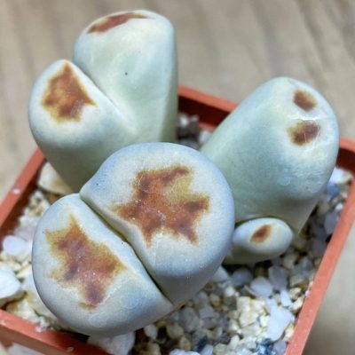 SH37541 Lithops karasmontana v. lateritia f. monstrosa