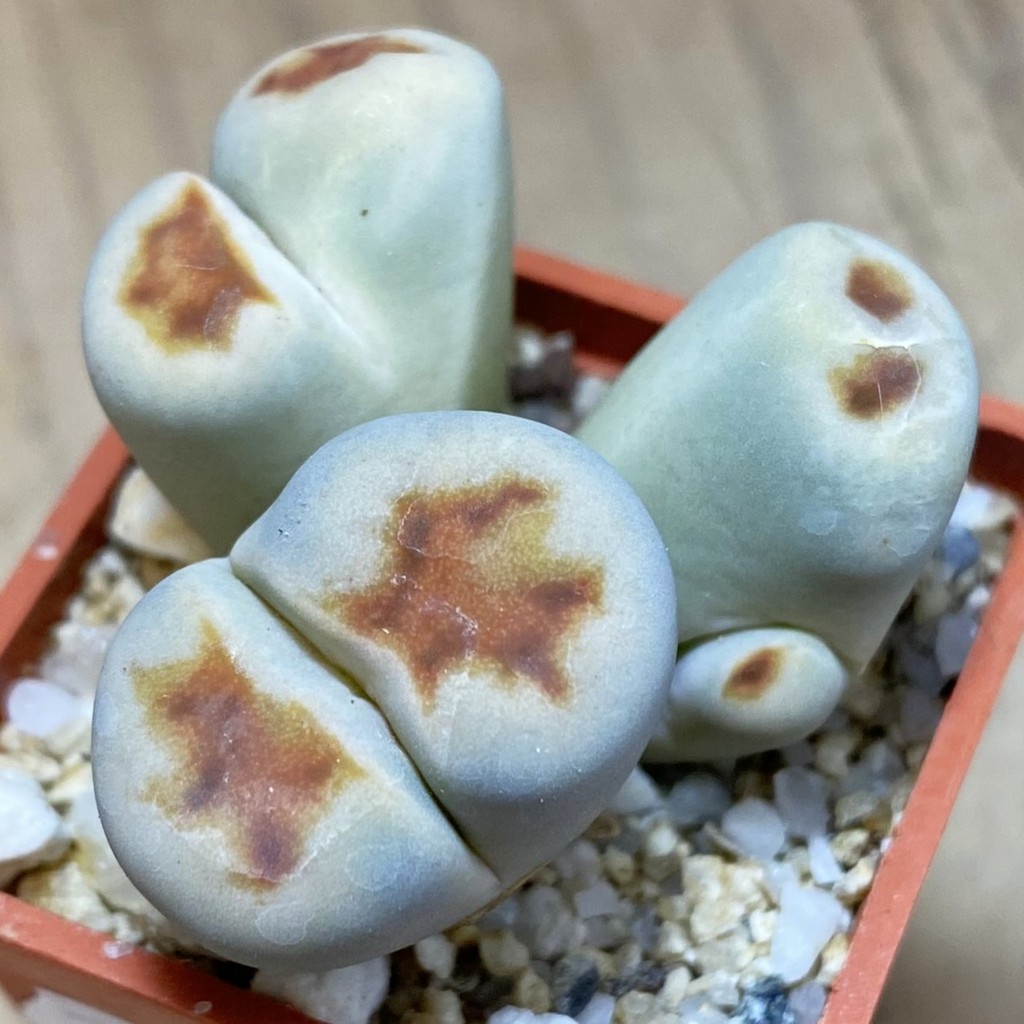 SH37541 Lithops karasmontana v. lateritia f. monstrosa