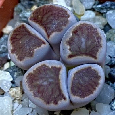 SH37577 Lithops julii 'Kikushogiyoku' hybrid