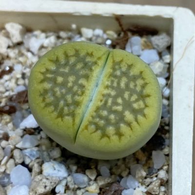 SH37578 Lithops hallii 'Green Soapstone'