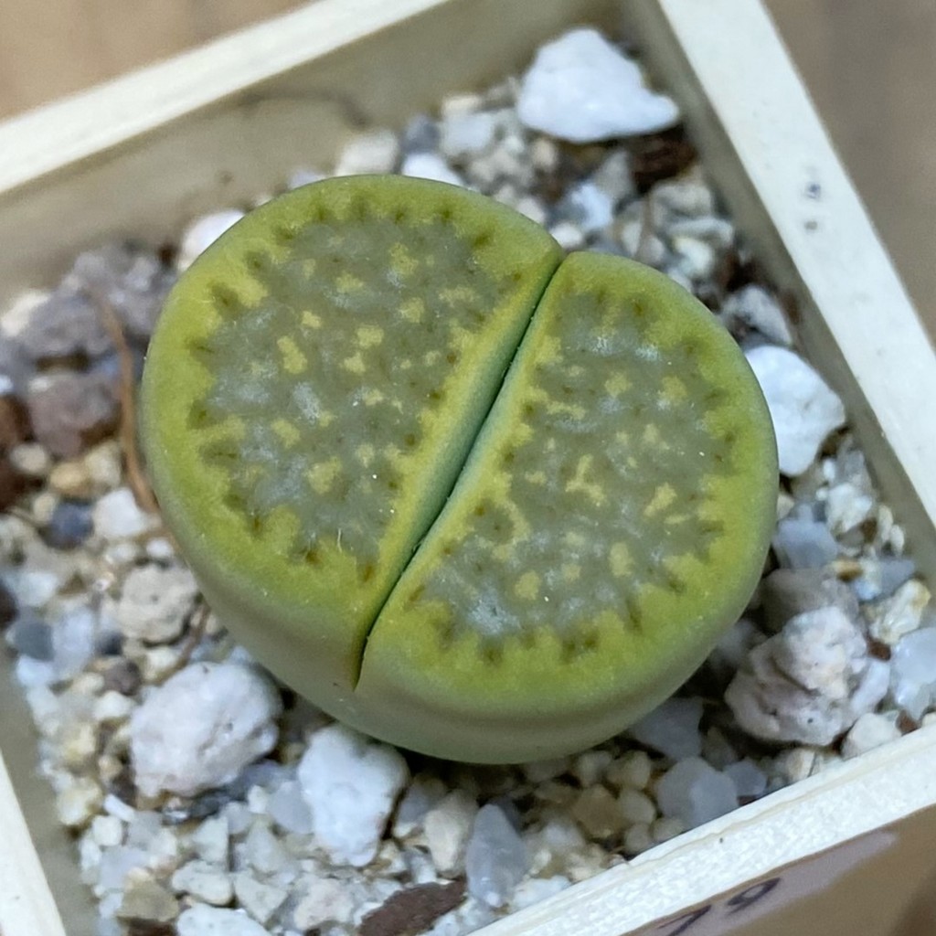 SH37579 Lithops hallii 'Green Soapstone'