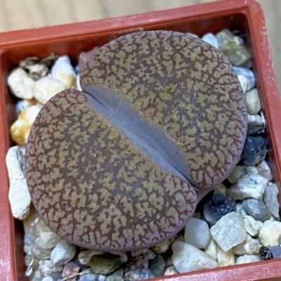 SH37580 Lithops aucampiae 'Dark Wine Red'
