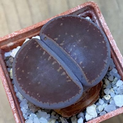 SH37581 Lithops aucampiae ‘Buys Wiese’
