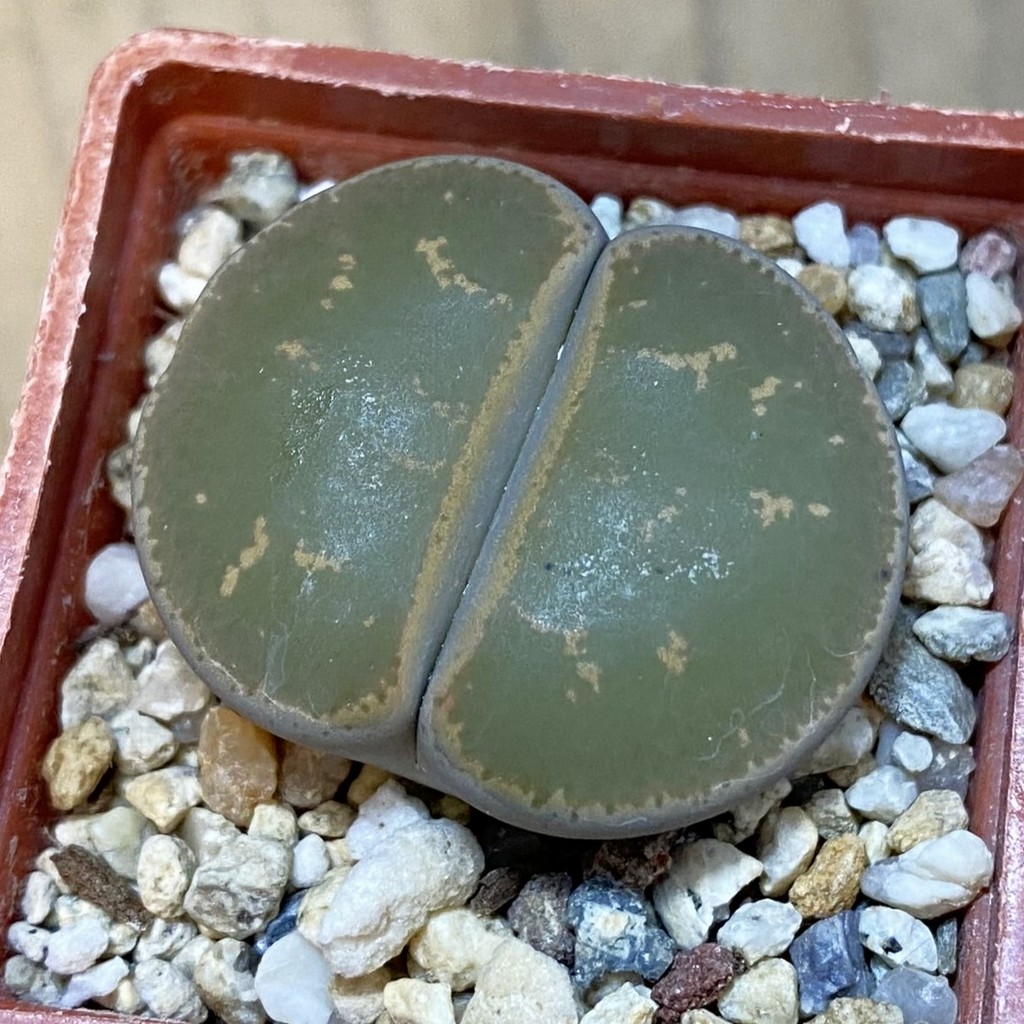 SH37582 Lithops lesliei
