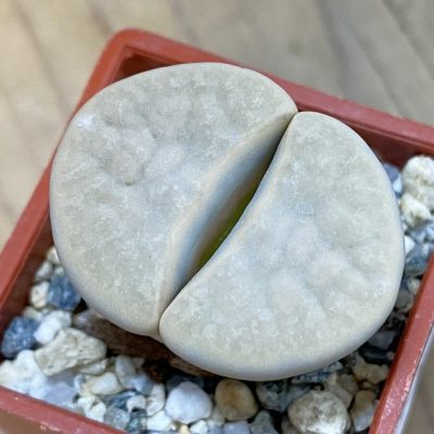 SH37583 Lithops karasmontana v. opalina