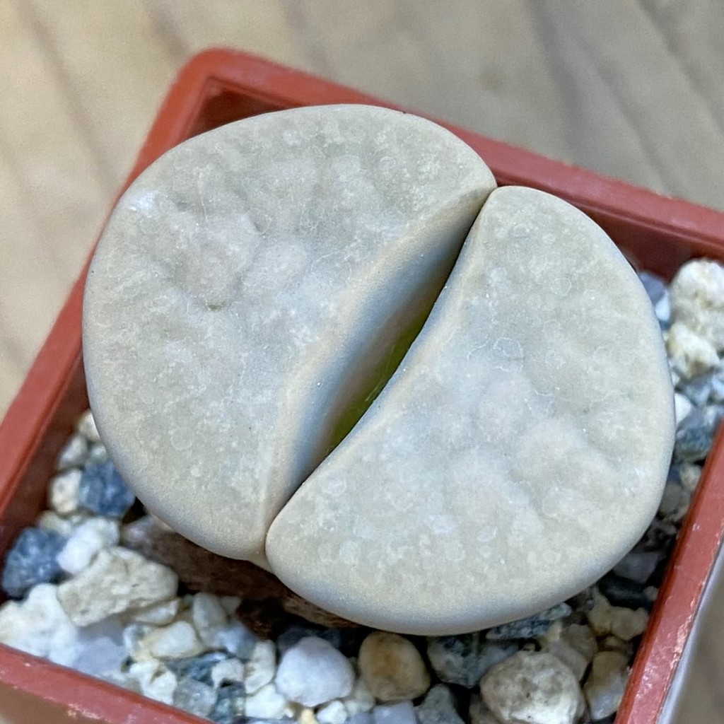SH37583 Lithops karasmontana v. opalina