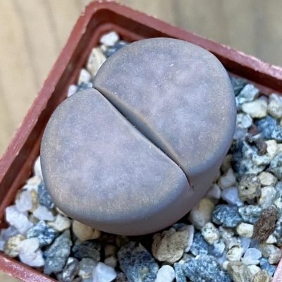 SH37584 Lithops karasmontana v. opalina