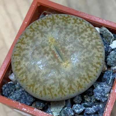 SH37585 Lithops pseudotruncatella v. alpina