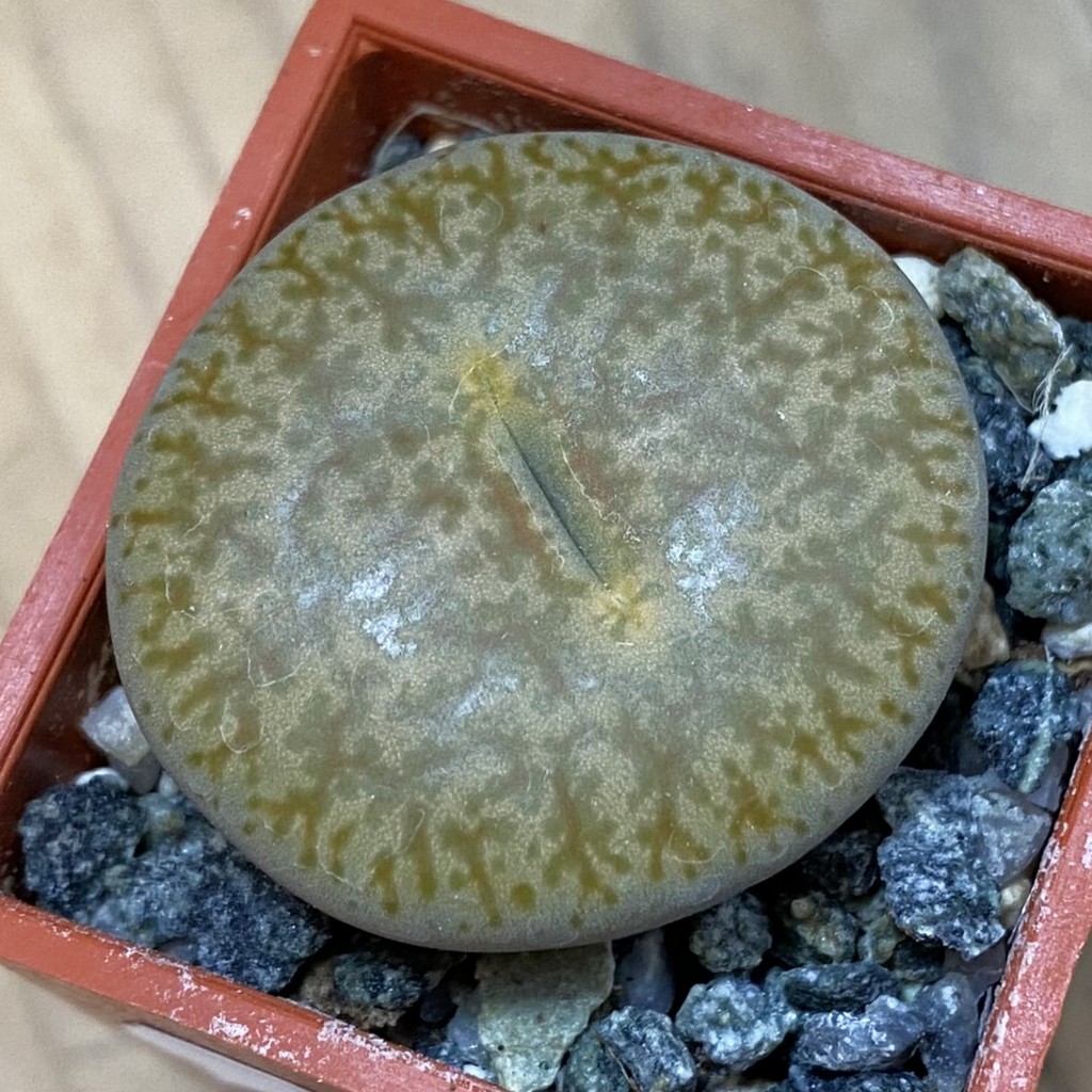 SH37585 Lithops pseudotruncatella v. alpina