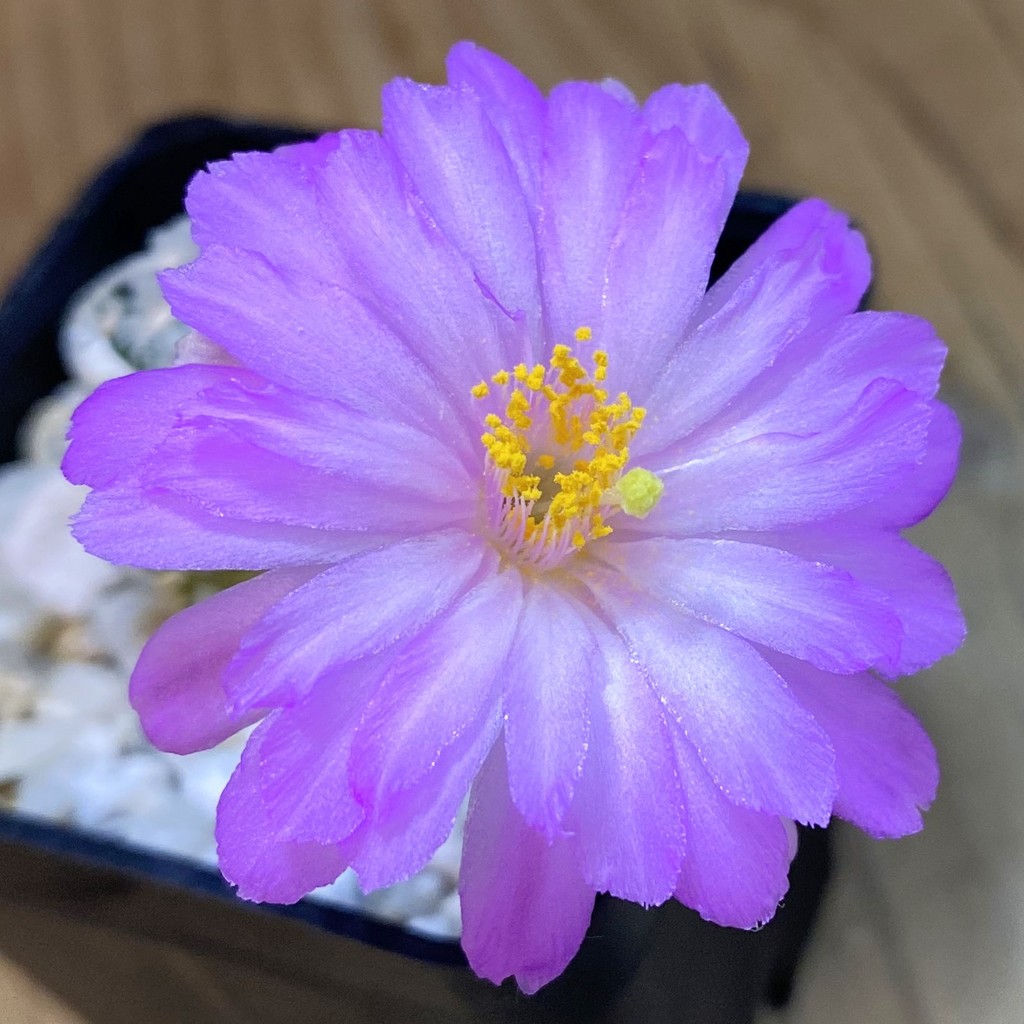 SH37731 Mammillaria theresae v. minima GCG 12504