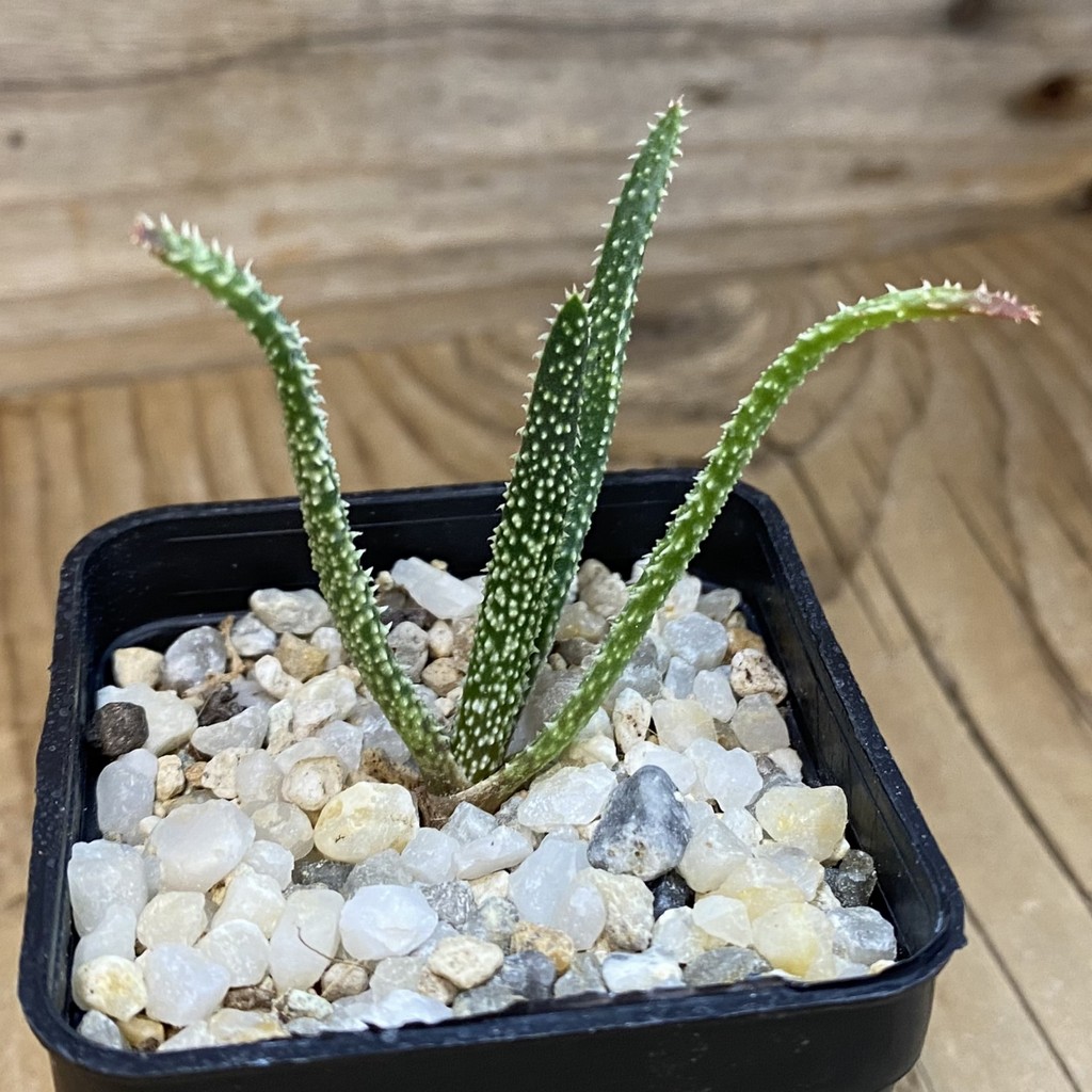 SH37647 Aloe delicatifolia - Image 2