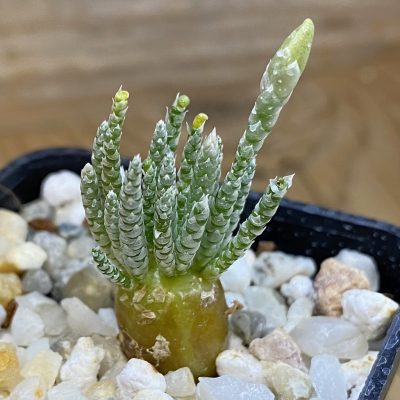 SH37677 Avonia alstonii