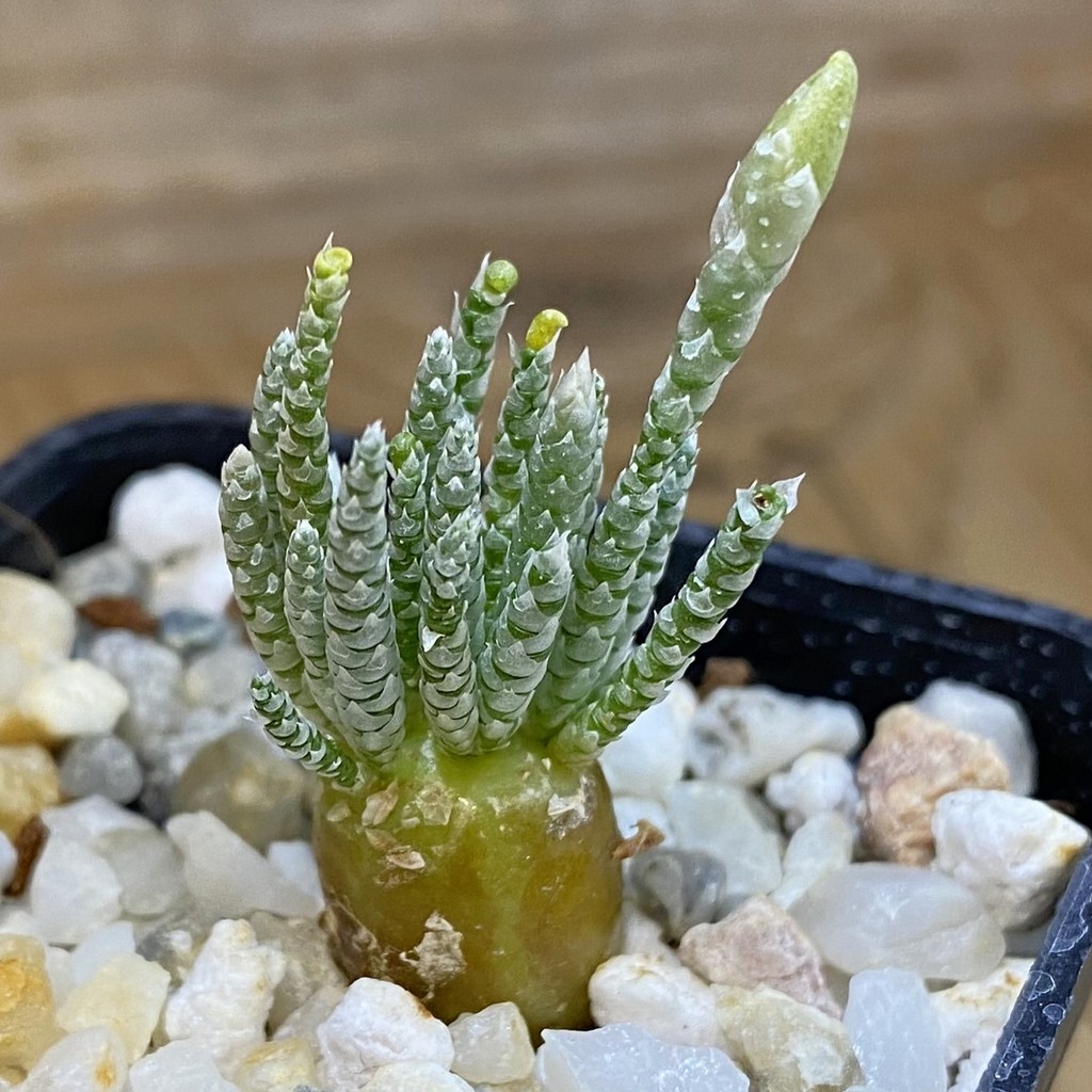 SH37677 Avonia alstonii