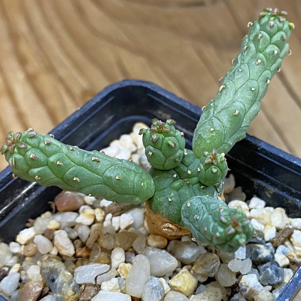 SH37678 Euphorbia inermis -Prava-true