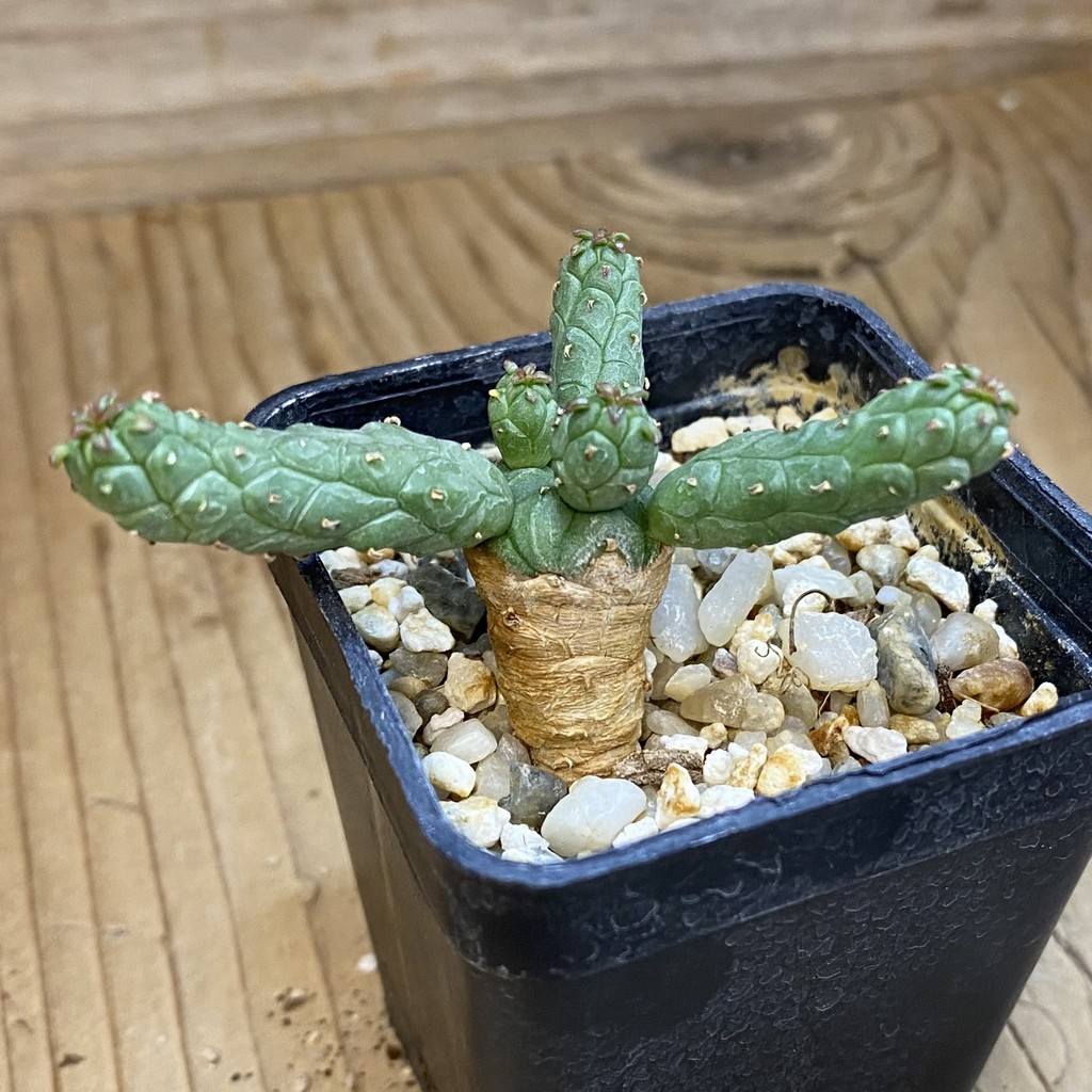 SH37678 Euphorbia inermis -Prava-true - Image 2