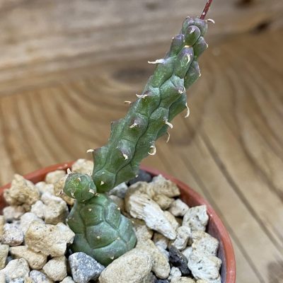 SH37679 Euphorbia globosa